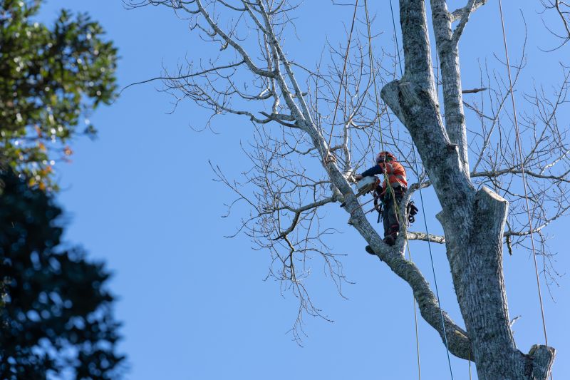 Arborvitae Pruning