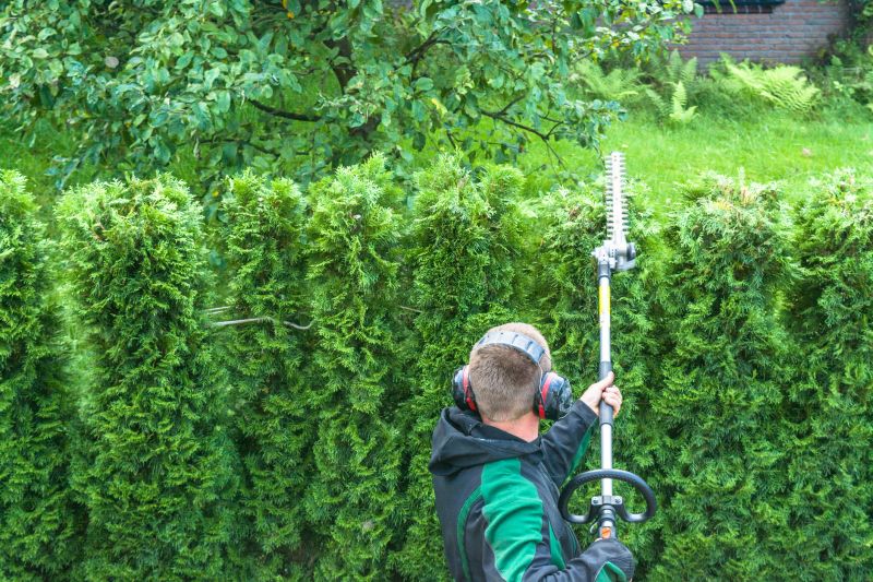 Arborvitae Pruning
