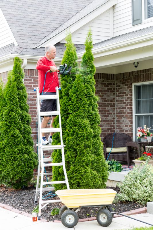 Pruned Arborvitae in Winter