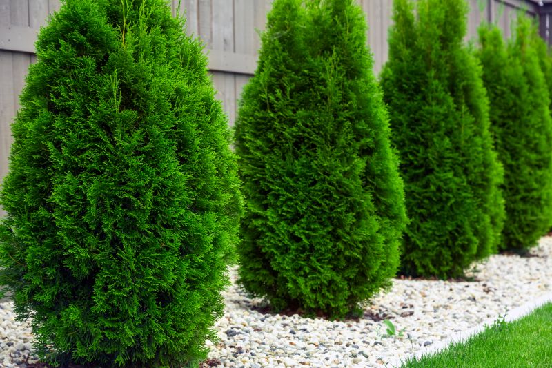 Fresh Arborvitae Prunings