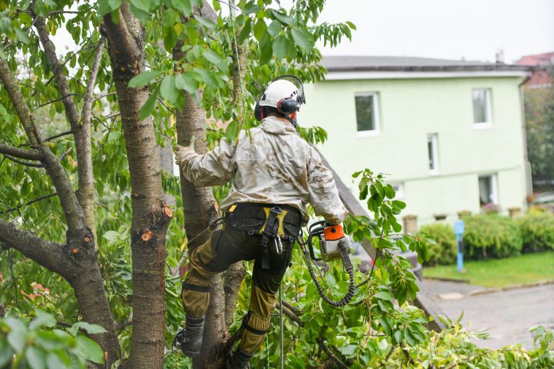 Arborvitae Pruning