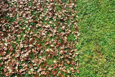 Leaf Removal for Property Maintenance