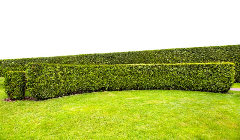 Trimmed Hedge