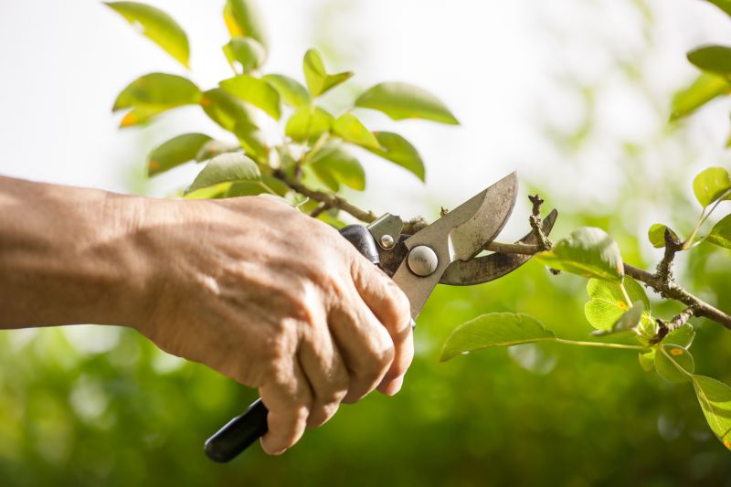 Local Arborvitae Pruning pros at work