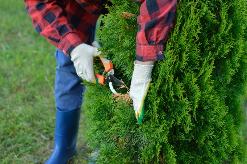 Contact About Arborvitae Pruning